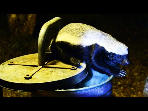 Honey Badger Raids a Rubbish Bin in the Camp Latest