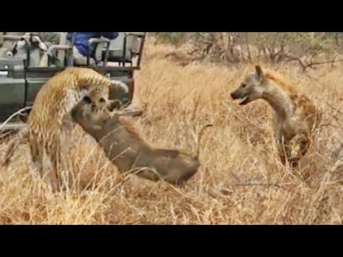 Hyena Saves Warthog from Leopard