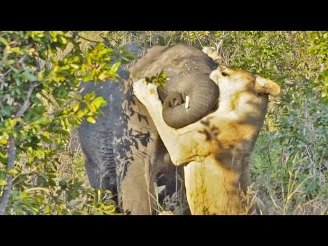 One Lioness Tries to Hunt Elephant