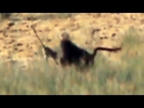 Baboons Killing Vervet Monkeys
