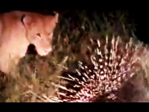 Lion and Porcupine Interaction Latest Wildlife Sightings