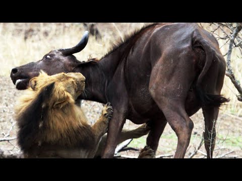 Male Lions Kill Buffalo Mother Calf Latest Wildlife