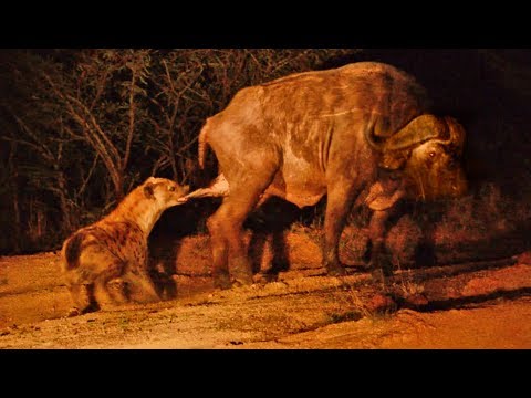 Hyena Grabs Buffalo by the Balls