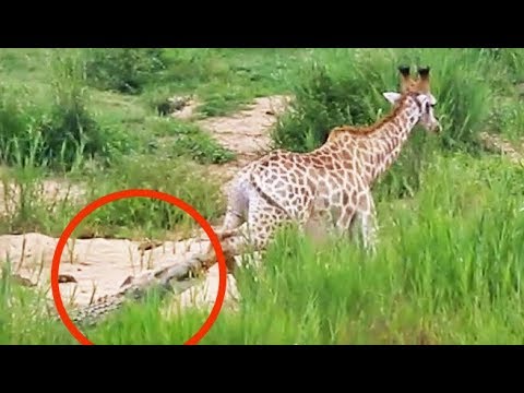 Long Battle Between Giraffe and Crocodile