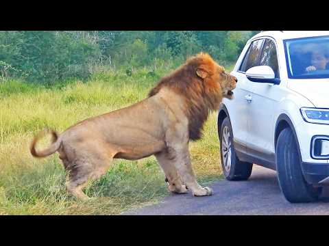 Why You Should Give a Lion Couple Their Privacy