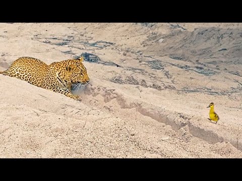 Innocent Baby Bird Walks up to Leopard Crazy Ending
