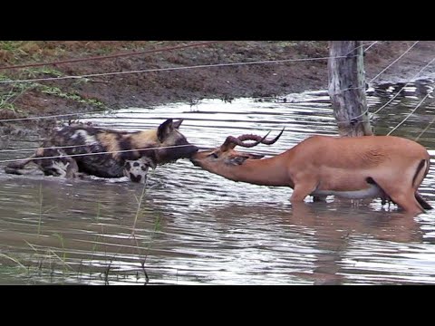 Wild Dogs Lions and Cheetahs Hunting