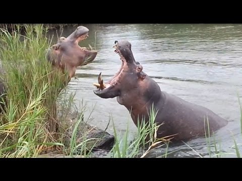 Hippos Fighting for Dominance
