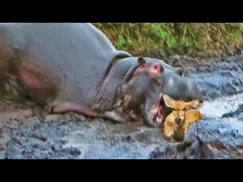 Hippo Crushes Buck That s Stuck in Mud After Wild Dogs