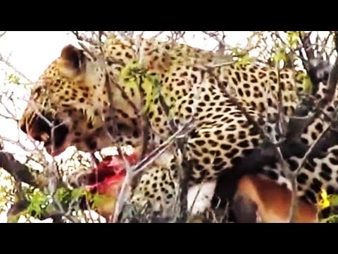 Leopard In Tree With A Kill Hyena Underneath 1st September