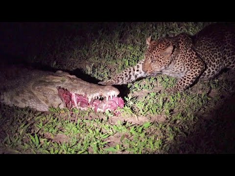 Leopard Eats Food Right Out a Crocodile s Mouth