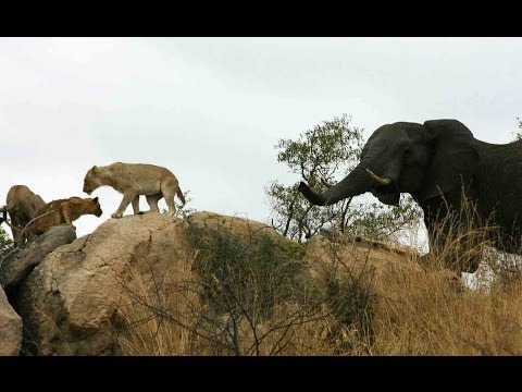 Elephant and Lion Interaction Latest Sightings