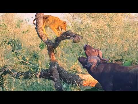 Buffaloes Break Tree with a Lion Cub that s Stuck on it