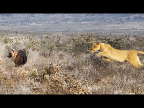 LION GIVES HYENA THE FRIGHT OF ITS LIFE