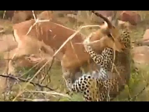 Rare Battle Between A Leopard And An Impala Latest Sightings