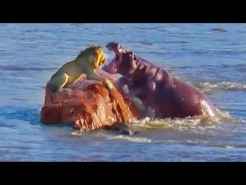 Stranded Lion Gets Surrounded Attacked by Hippos
