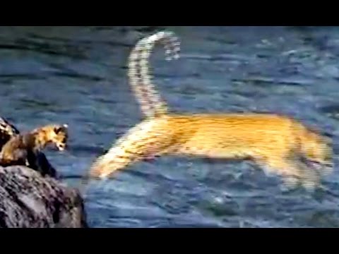 Adorable Leopard Cub Crossing The Sabie River