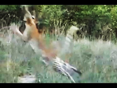 The Most Magnificent Leopard Hunt Ever Latest Wildlife