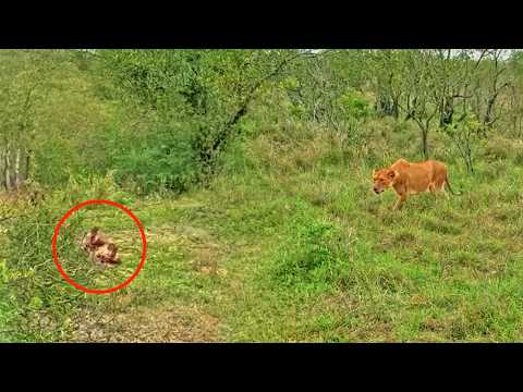Chaos Erupts As Lions Ambush Wild Dog Pack