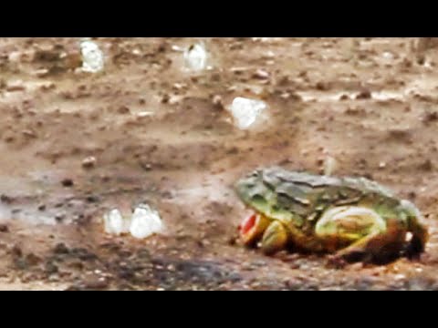 Frog Stalks and Hunts Butterflies