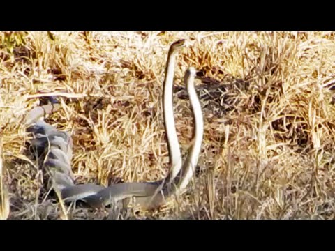 Fighting Black Mamba Snakes
