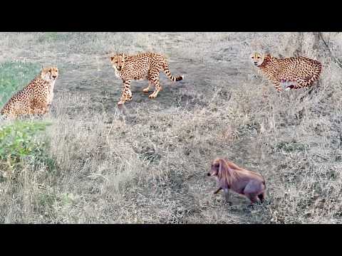 Baby Warthog Decides to Bully 3 Cheetahs
