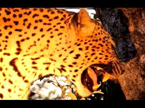 Leopard Calling For Cubs Latest Wildlife Sightings