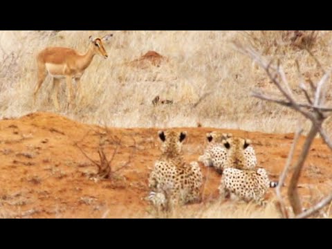 Impala Walks Right into 3 Cheetahs