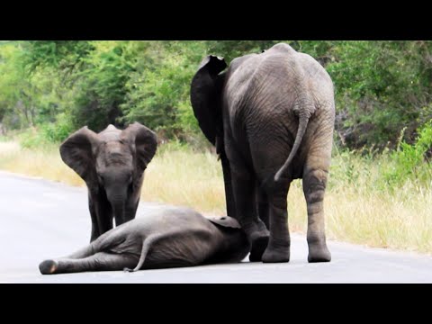 Herd of Elephants Helps an Elephant Calf After Collapsing