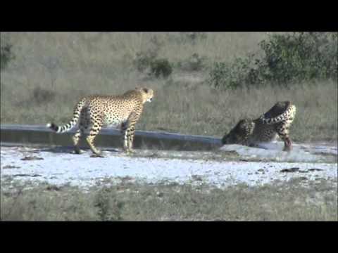 2 Cheetah Drinking at Kwaggaspan