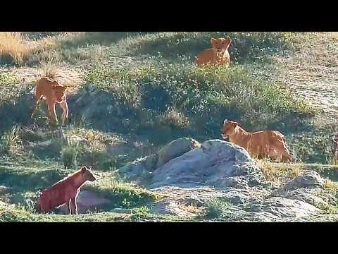 Lion Pride Surrounds Hyena Without it Even Noticing