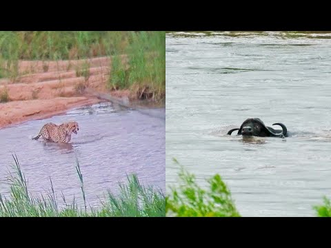 Animals vs Floods