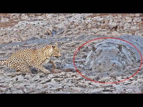 Leopard Almost Hunts on top of Hippo Hiding in the Mud