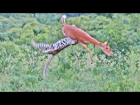 Leopard Catches Impala Mid Air