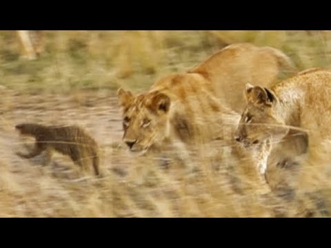 Lions vs Mongoose