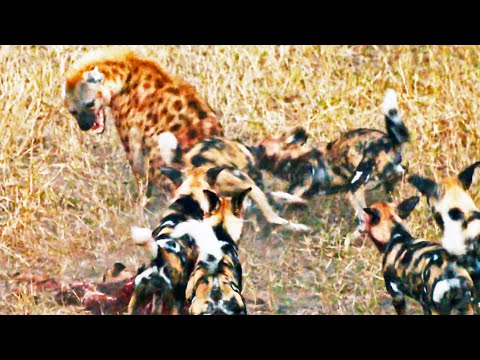 Wild Dogs Attack Spotted Hyenas to Defend Their Kill