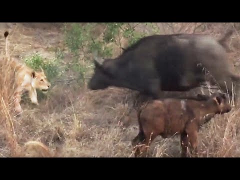 Battle Between Lions a Buffalo With Calf