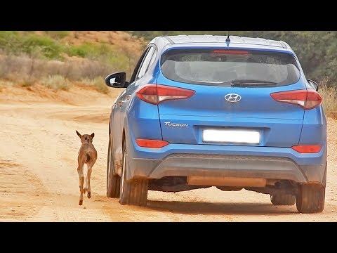 Wildebeest Calf Thinks this Car is Its Mother Cute Ending