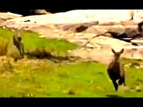 Incredible Attempt By Cheetahs At Hunting A Waterbuck