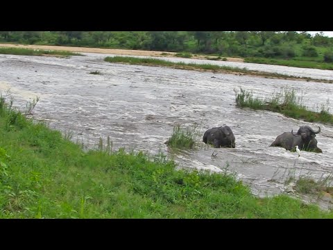 Sleeping Buffaloes Don t Realize the River Is Flooding