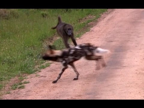Wild Dogs Versus Baboons