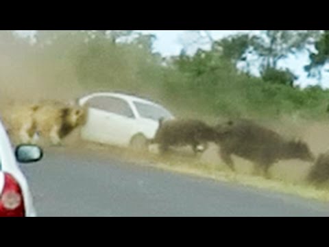 Lions Chase Buffaloes Into Tourist s Car