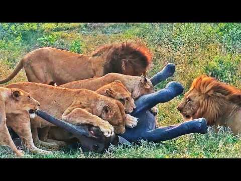 Lions Target Abandoned Baby Elephant