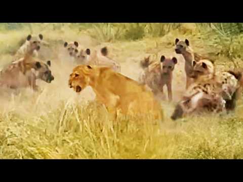 Hyenas Mob and Bite Lone Lioness