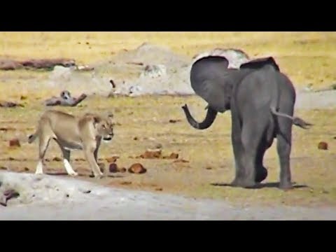 Baby Elephant Tries Fighting Lions