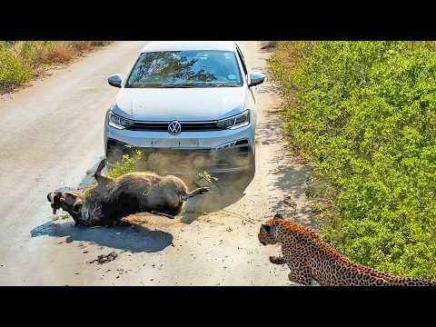 Warthog Smashes into VW to Escape Leopard