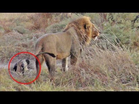 Wild Dog Plays Dead To Escape Lions