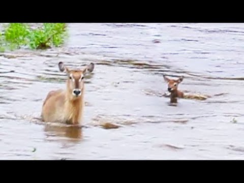 Baby Buck Swept Away in River as Mother Barely Notices