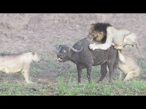Lions Attack Bring Down Buffalo Absolutely Crazy Ending
