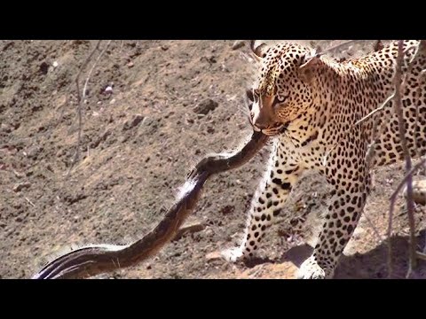 Leopard Attacks Python in Kruger